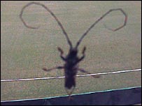The bug that invaded the Test Match Special box