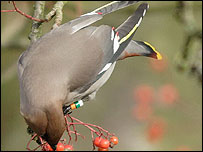 A Waxwing