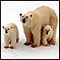 Ursos polares