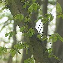 Carpinus betulus