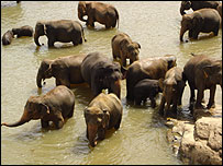 elephants in water