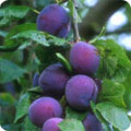Plums