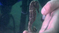 A seahorse