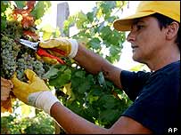 Colheita de uvas na Itália