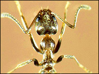 Чумолиларга эса Будда дини тартиб-қоидалари писанд эмасдек