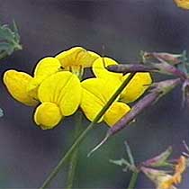 Lotus corniculatus