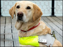An assistance dog