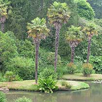 Trachycarpus fortunei