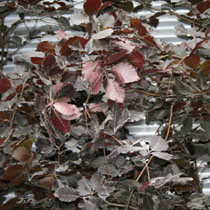 Fagus sylvatica 'Dawyck Purple'
