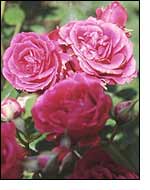 Roses; one of the smells that Doreen regrets missing