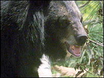 پاکستن میں ریچھ اور کتوں کی لڑائی