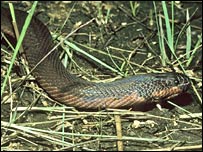 रंग बदलने वाला साँप