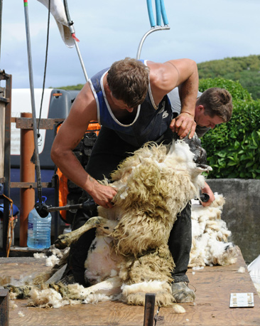 Don Dennis of Achamore House on Gigha shot this at Tarbert Farm on Gigha in mid July. He says, "This fellow is from New Zealand, though the sheep is local."