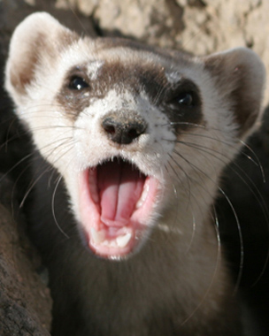 Black-footed ferret (Image: M.Lockhart/USFWS)