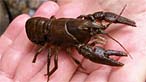 Crayfish