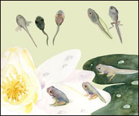 د چونګښو بچي