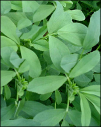 رشقه آمريکايی 