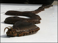 Verme marinho gigante encontrado em Newquay