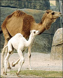 ऊँट-ऊँटनी