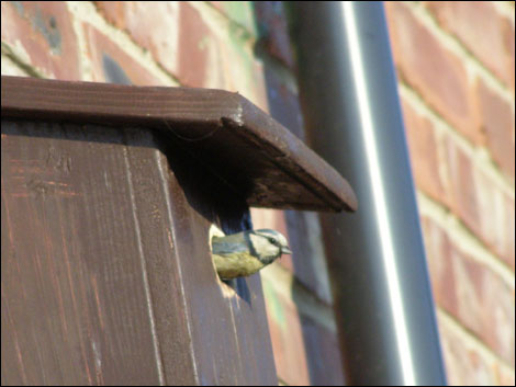 Bird in birdbox. Photo: Glynn Miller