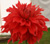 Dahlia