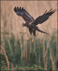 Marsh harrier at Strumpshaw Fen