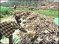 Soykırım kurbanlarının kemikleri