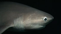 A six gill shark