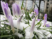 flor coberta de neve