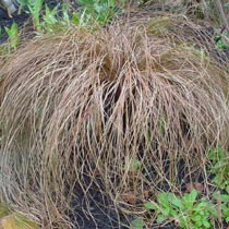 Carex comans Bronze form
