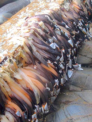 goose_barnacles.jpg