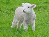 ورک شوی وری