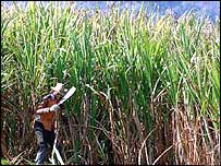 Plantação de cana de açúcar