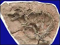 Викопні рештки, знайдені в Китаї в 2005 році