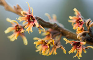 Hamamelis vernalis 'Orange Glow'