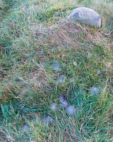 'mystery jelly' (image courtesy of Susanna Robson)