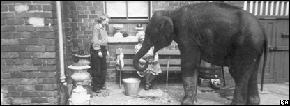 An elephant in a backyard during the Belfast Blitz