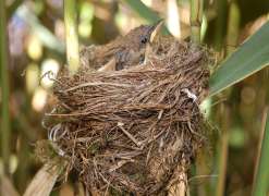 A close up of a Reed Warbler in its nest. © Malcolm Calvert.