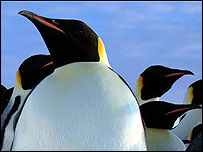 Penguins in the Antarctic