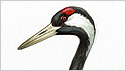 Crane c/o rspb Mike Langman