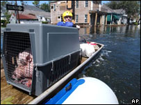 Barco leva porco resgatado em casa inundada de Nova Orleans