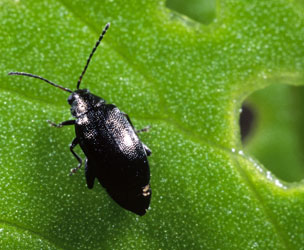 flea beetle
