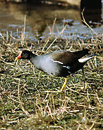 Moorhen