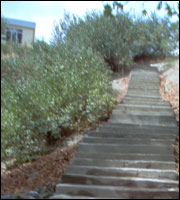 د استالف تخت