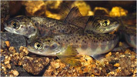 Salmon c/o David Hay