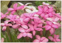 Rhodohypoxis baurii