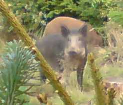 A Wild Boar in the Forest of Dean.