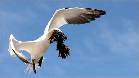 Gannet at Bass Rock c/o Jarlath Flynn from Edinburgh