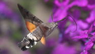 Humming-bird Hawk-moth by Jill Pakenham/BTO