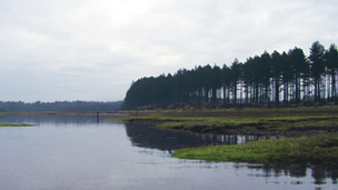 A line of conifers leading down the Culbin saltmarsh is reflected in the water.